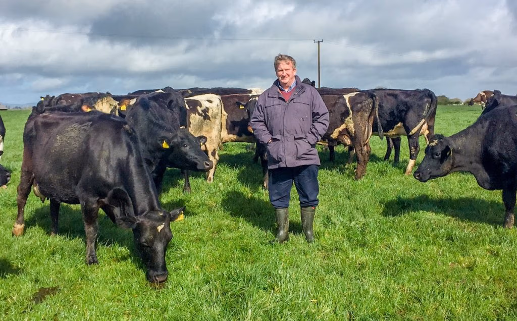 Joe Kirwan LIC dairy herd