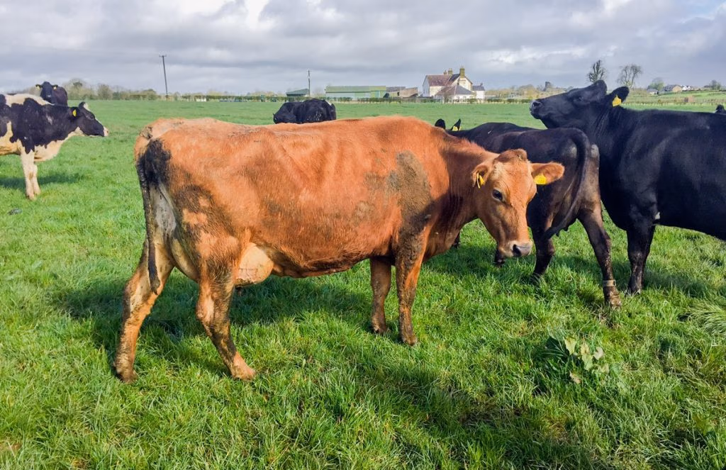 Joe and Kathleen Kirwan dairy herd