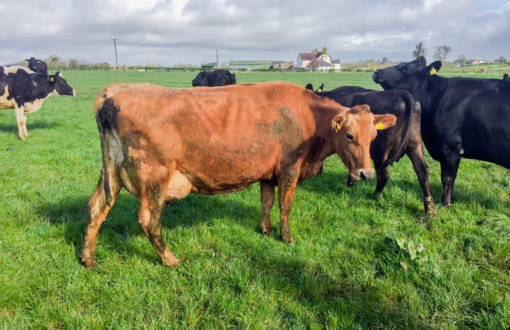 Joe and Kathleen Kirwan dairy herd