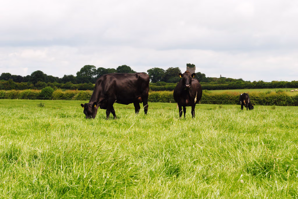 Joe Kathleen Kirwan Holstein Friesian