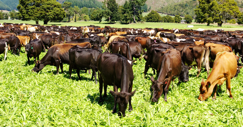 LIC dairy cows grazing