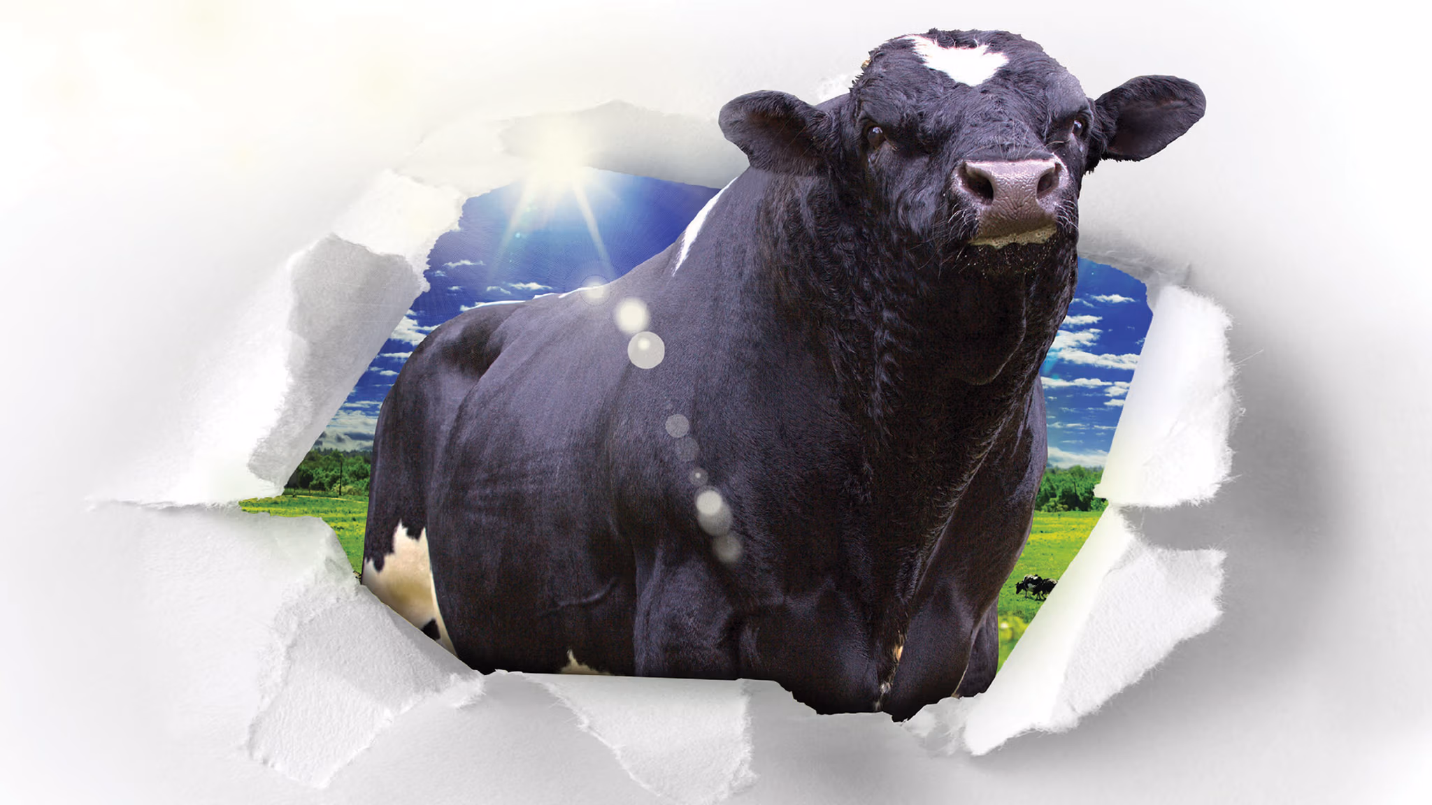 LIC Premier club bull