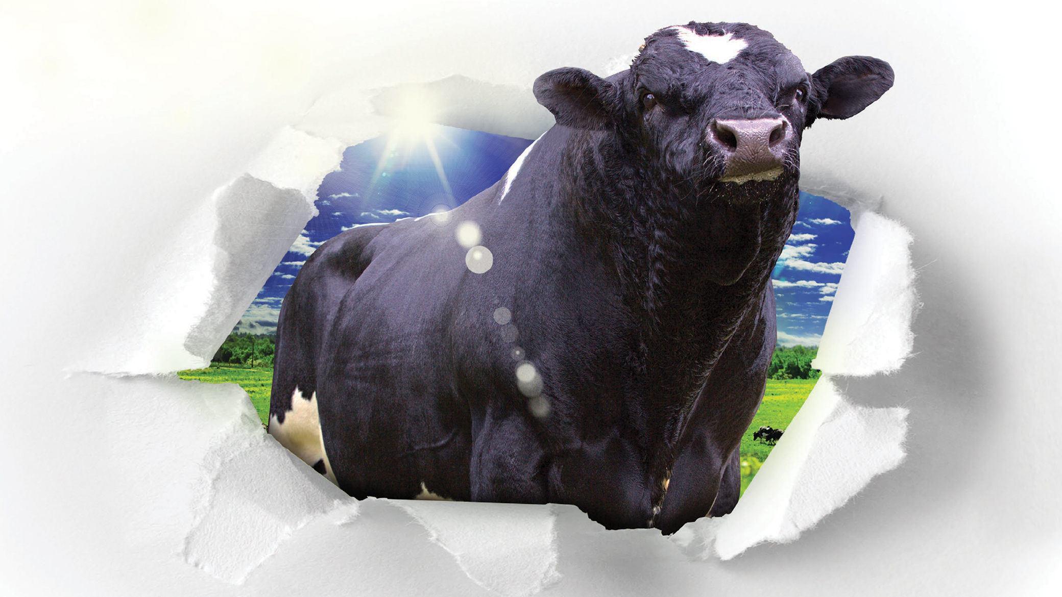 LIC Premier club bull