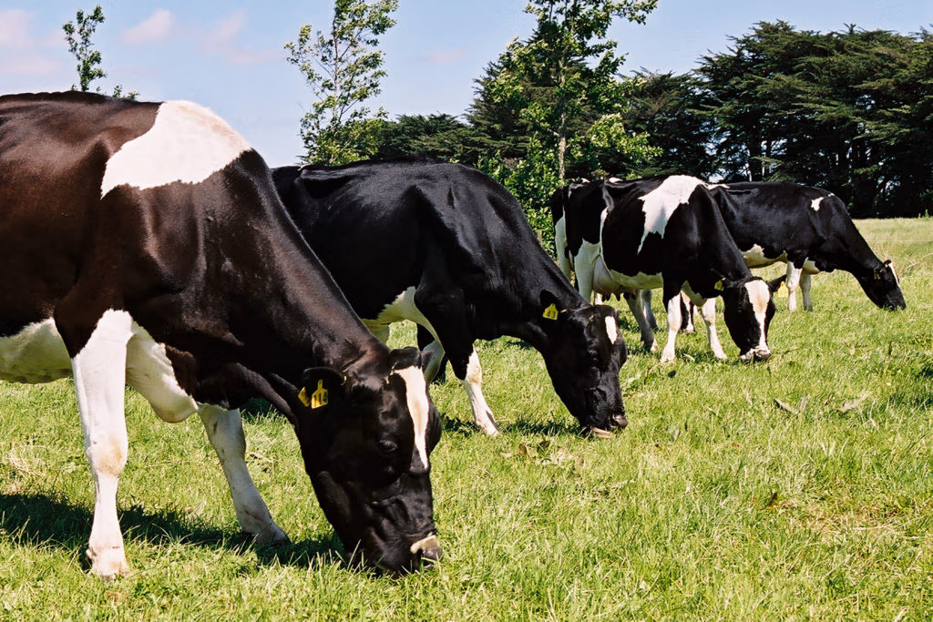 LIC_dairy_cows grazing