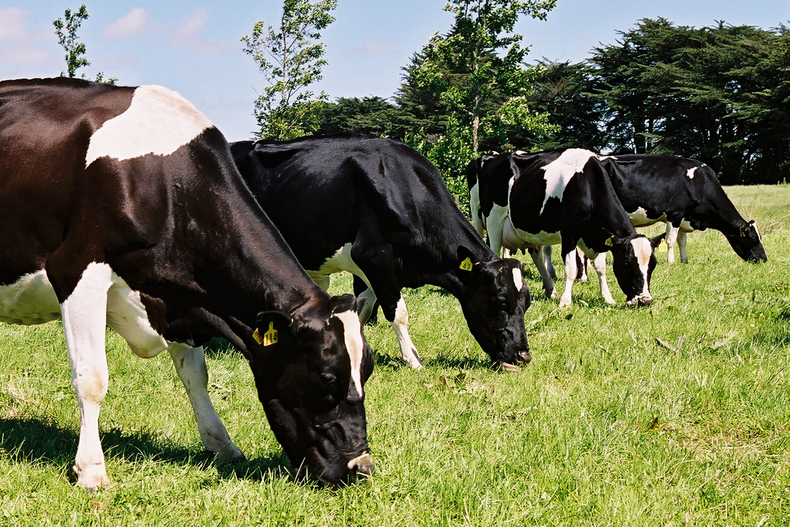 Dairy Herd Improvement Tool Helps Breed The Best Cows LIC Ireland