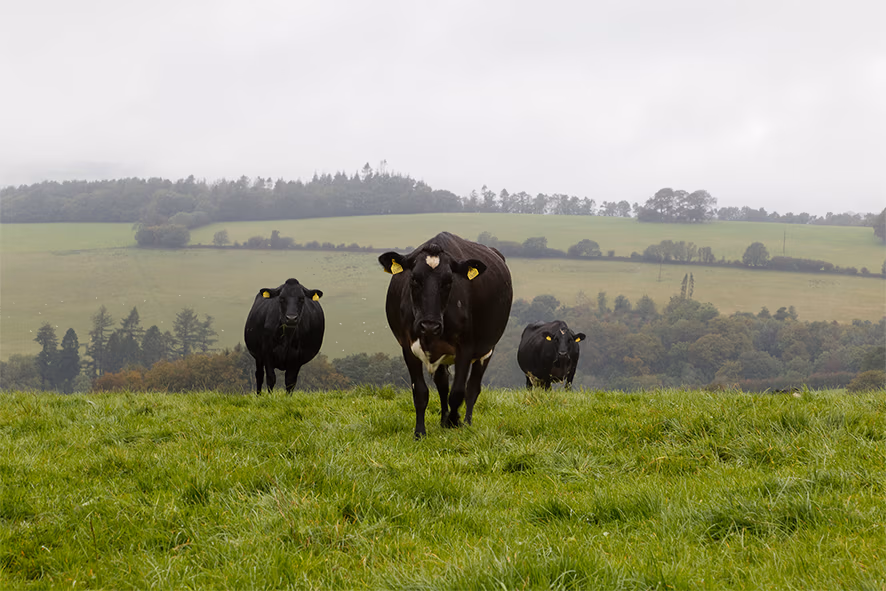 LIC_dairy_cows_grazing