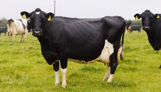 Dairy Cows in field UK