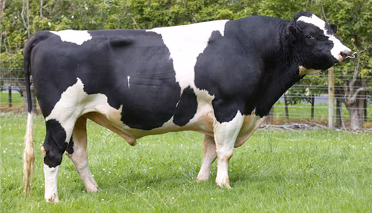 LIC_Beamer_bull