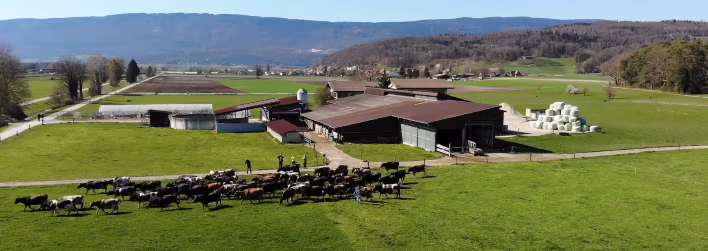 swiss organic dairy farm