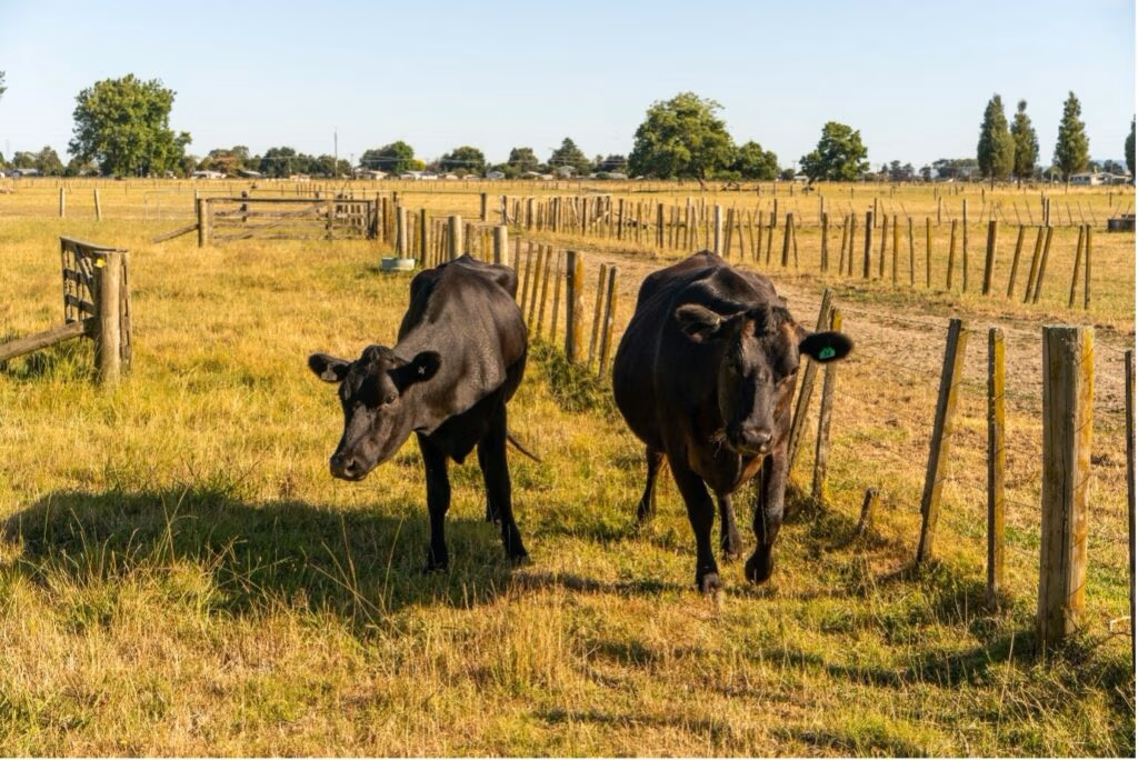LIC_NZ_dairy_cow_LIC_research