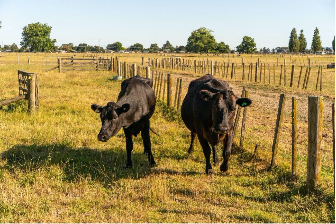 New Zealand Cow Genetics Discovery In Nature Genetics | LIC Ireland