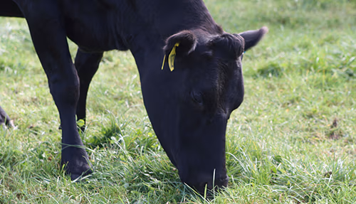 Dairy-cow-grazing-grass
