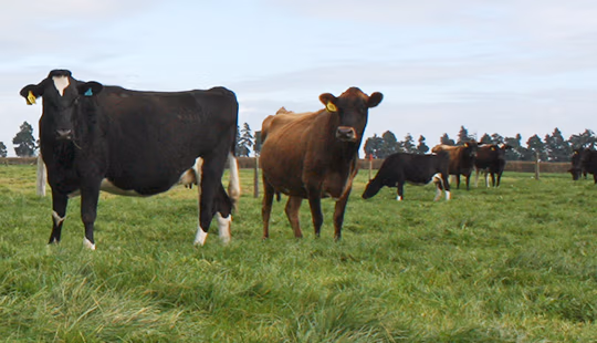 NZ_dairy_cows