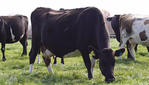 NZ_dairy_herd_grazing