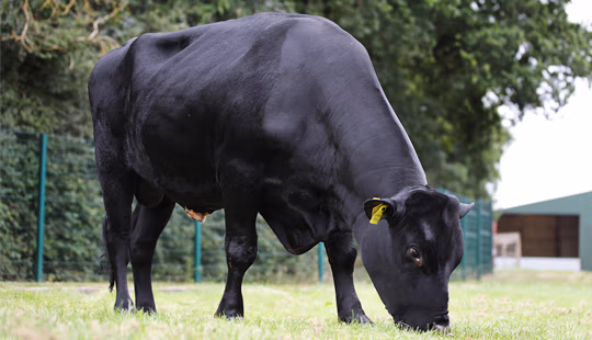 IBB bull Ireland FR6823 Kilvoige Stephen