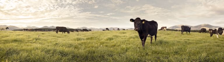 Dairy Herd