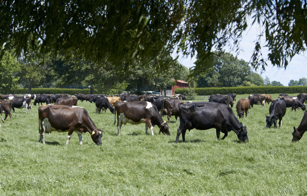 LIC working towards breeding more climate-friendly cows
