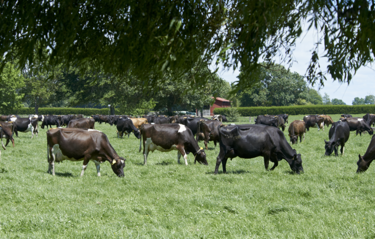 LIC working towards breeding more climate-friendly cows