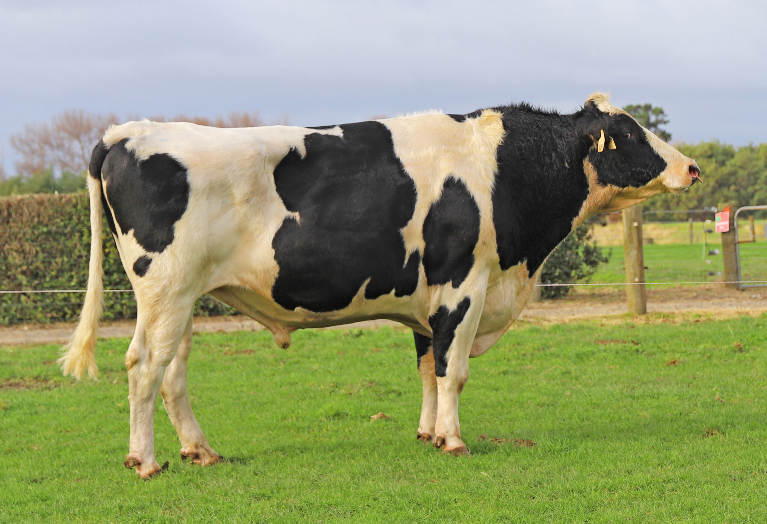 LIC Ireland Holstein-Friesian bull 119014 Buelin BM Equator