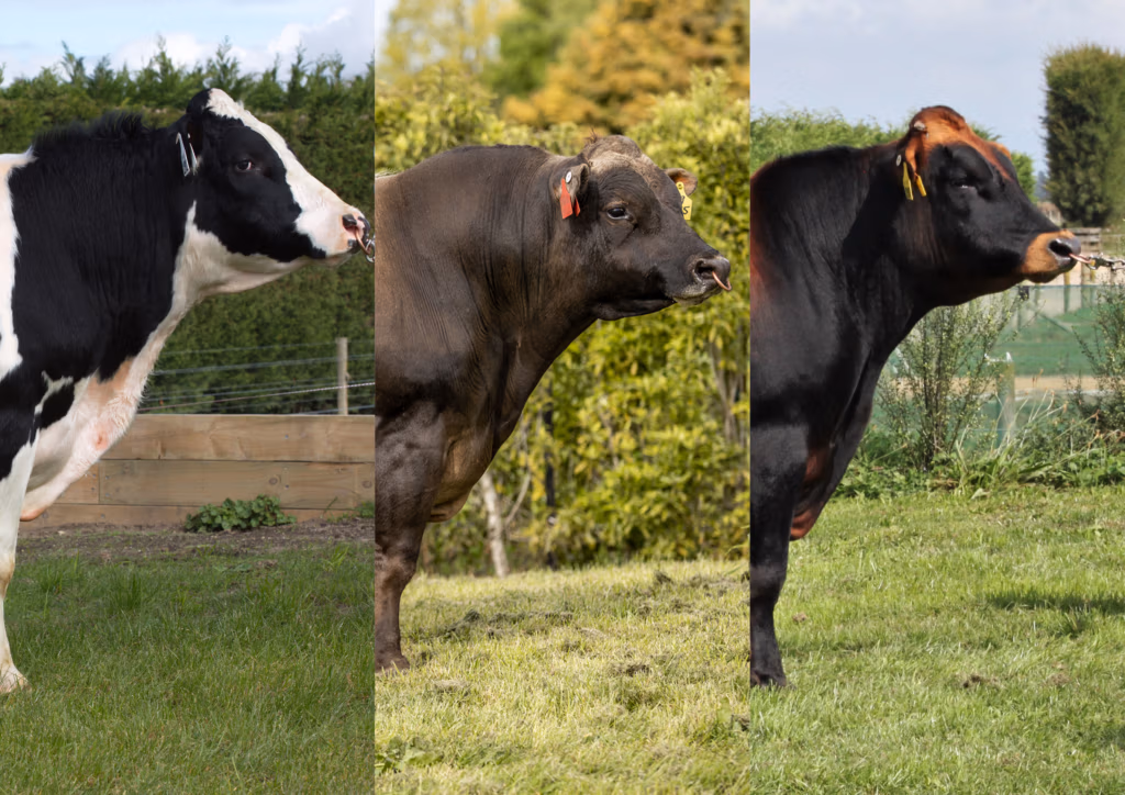 2023 new bulls LIC Ireland