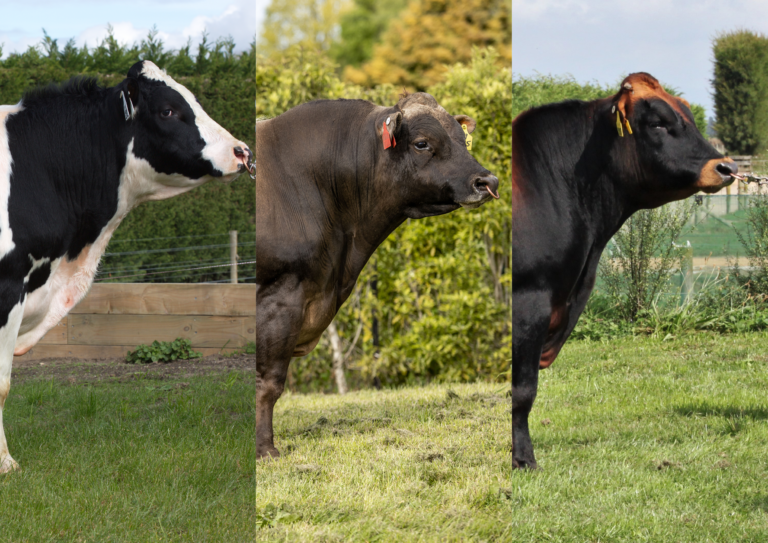 2023 new bulls LIC Ireland