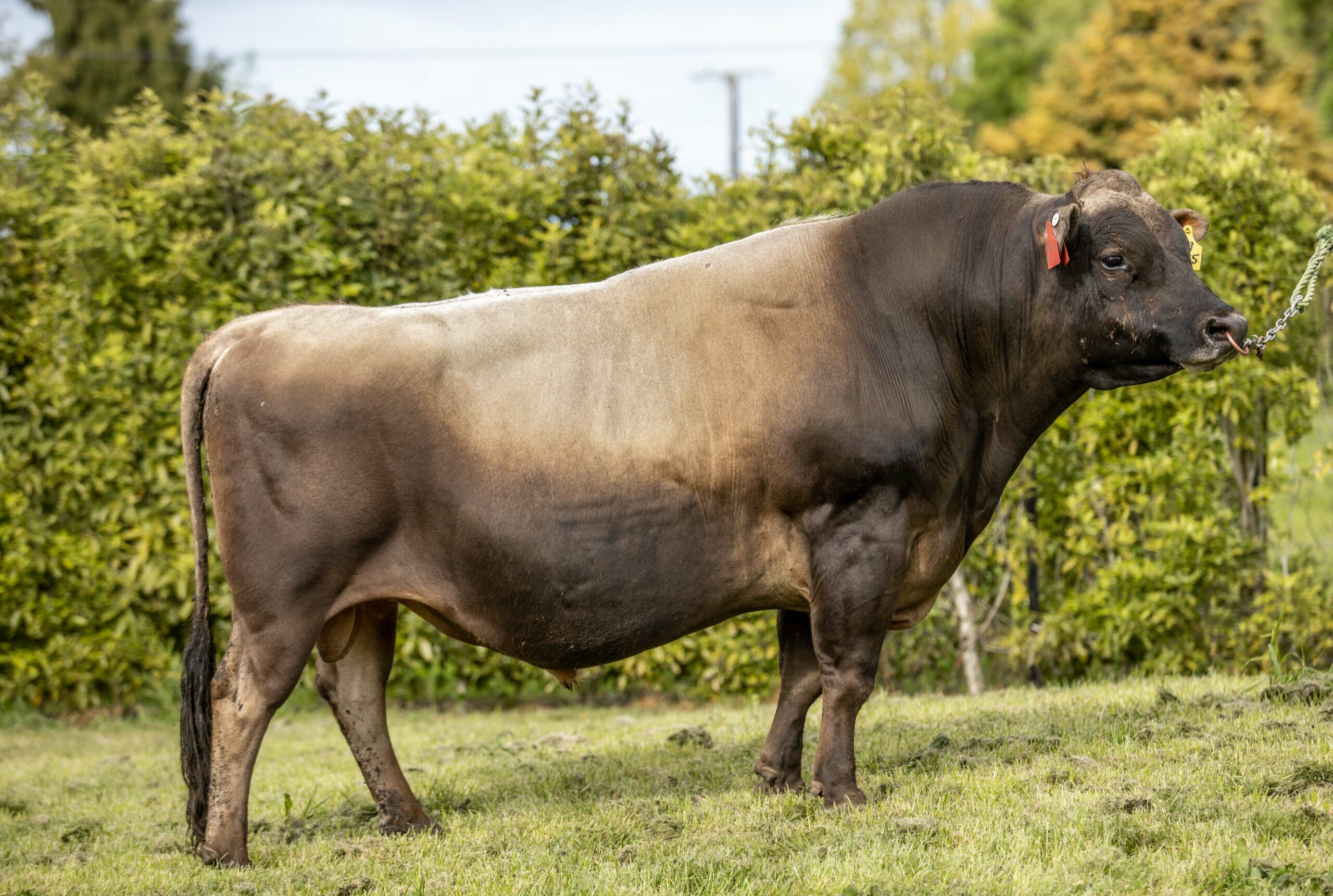 LIC Ireland new jersey bull 319035 Lexicon