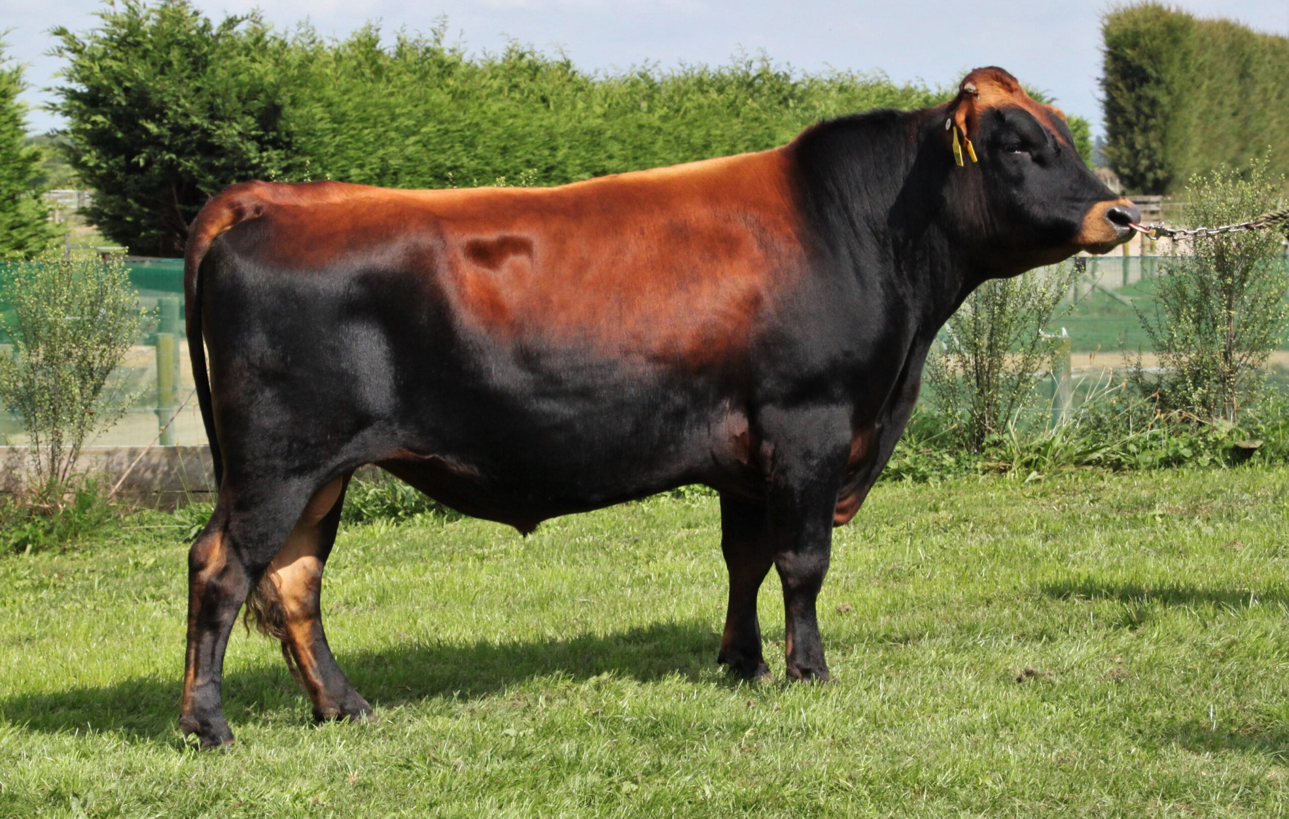 LIC Ireland new KiwiCross bull 519073 Rhantana Olympic