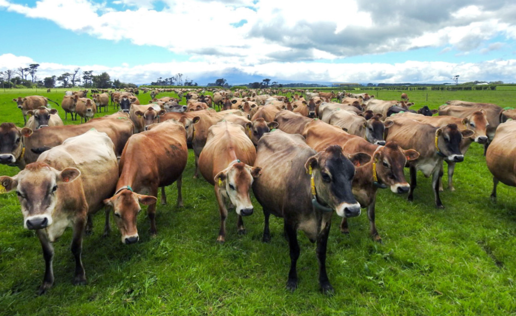 Jersey herd from LIC genetics in NZ