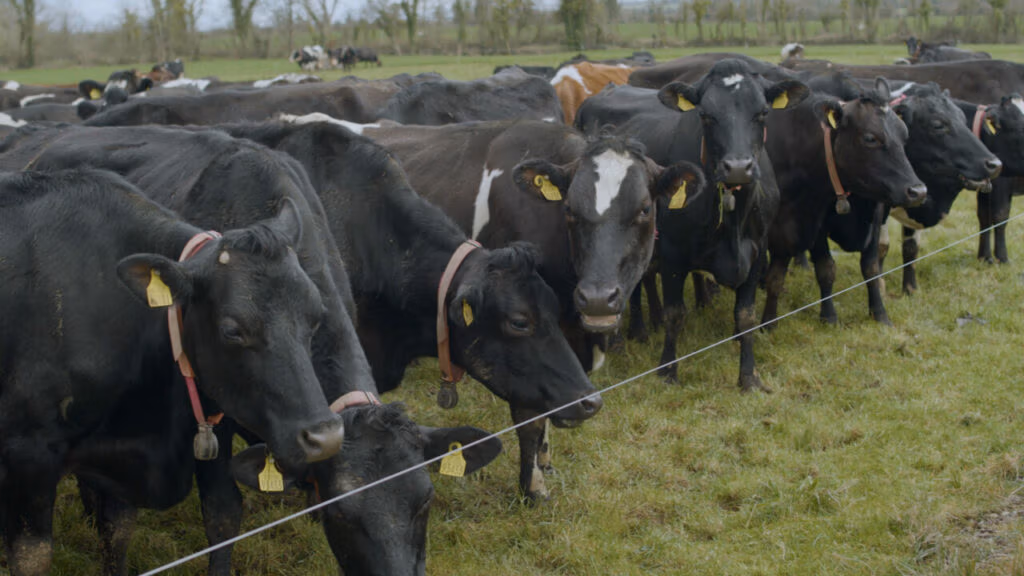 Irish dairy farmer Simon Breen aims to breed high EBI cows