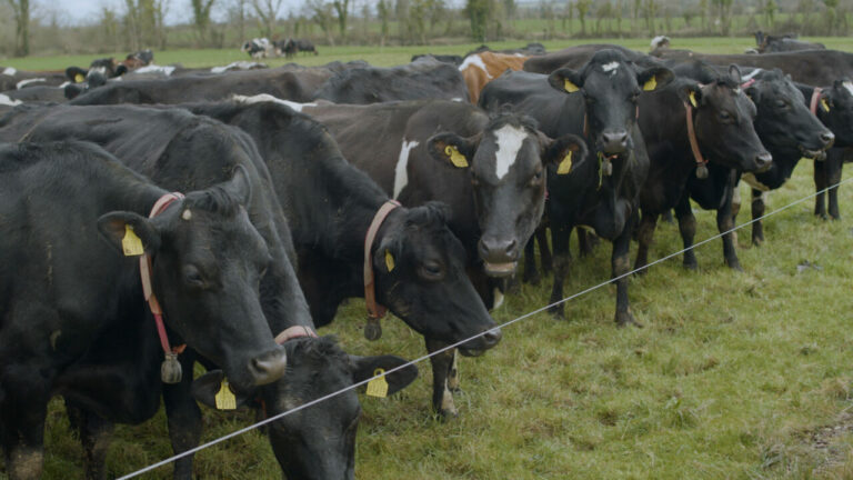 Irish dairy farmer Simon Breen aims to breed high EBI cows