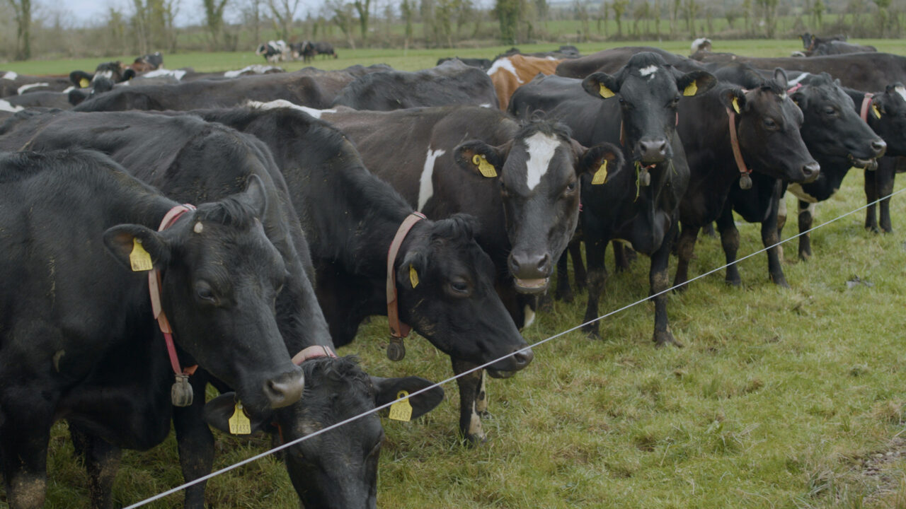 Irish dairy farmer Simon Breen aims to breed high EBI cows