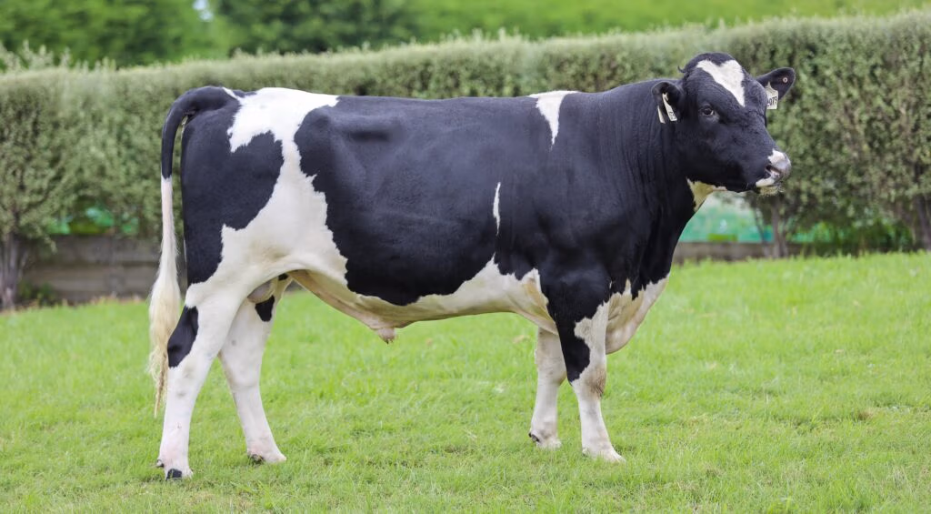 LIC Holstein Friesian bull Shortlist
