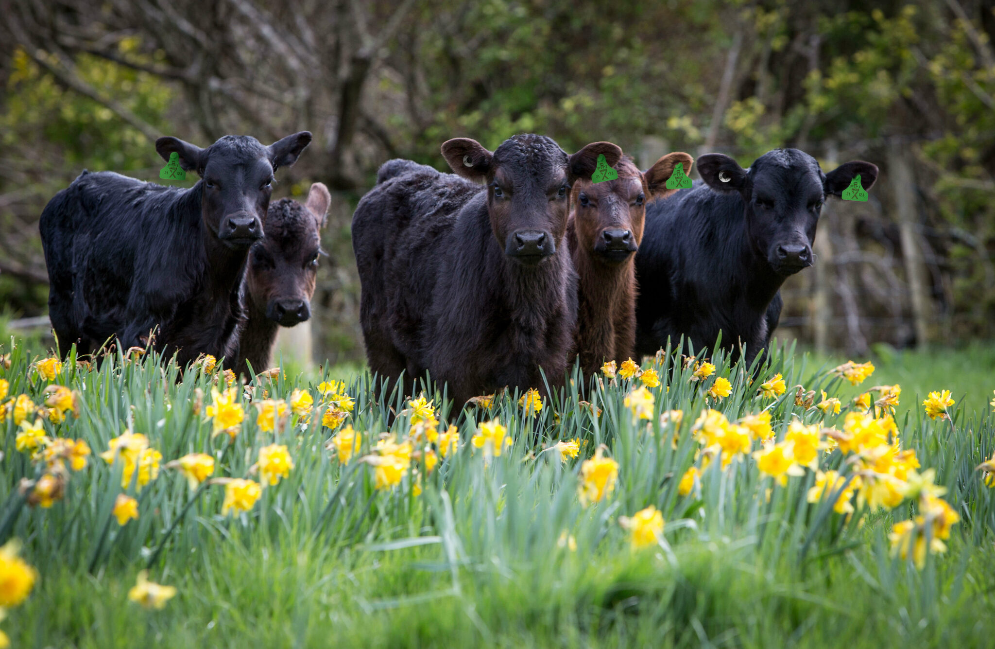 Producing beef calves from the dairy herd • LIC Ireland