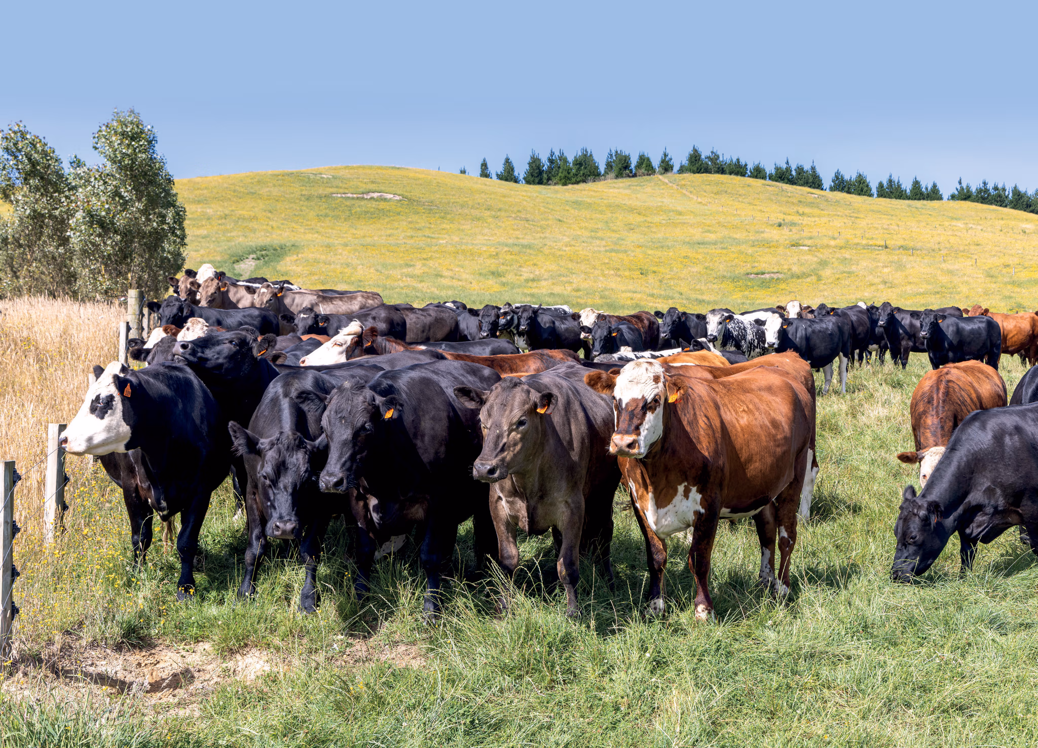 Dairy x beef cows on Broadland Station in NZ