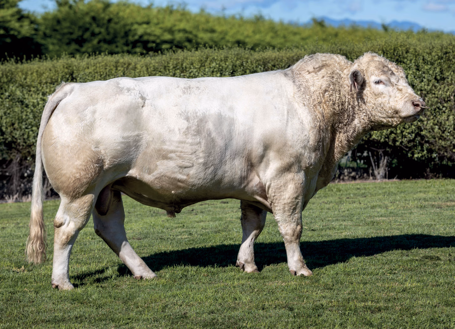Charolais beef bull Kakahu Milestone