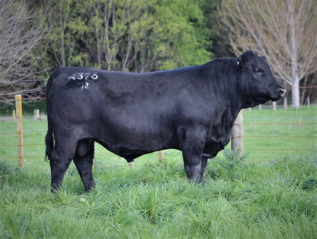 Risslington Angus beef bull Paradox available through LIC Ireland