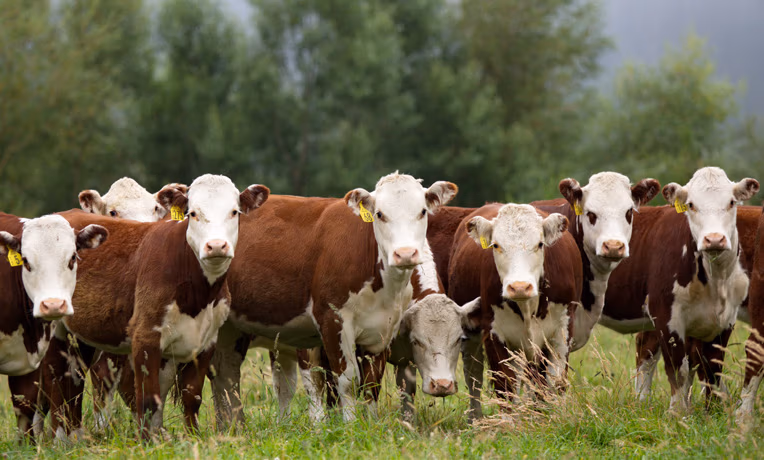 Beef bulls from Shrimpton's Hill Herefords