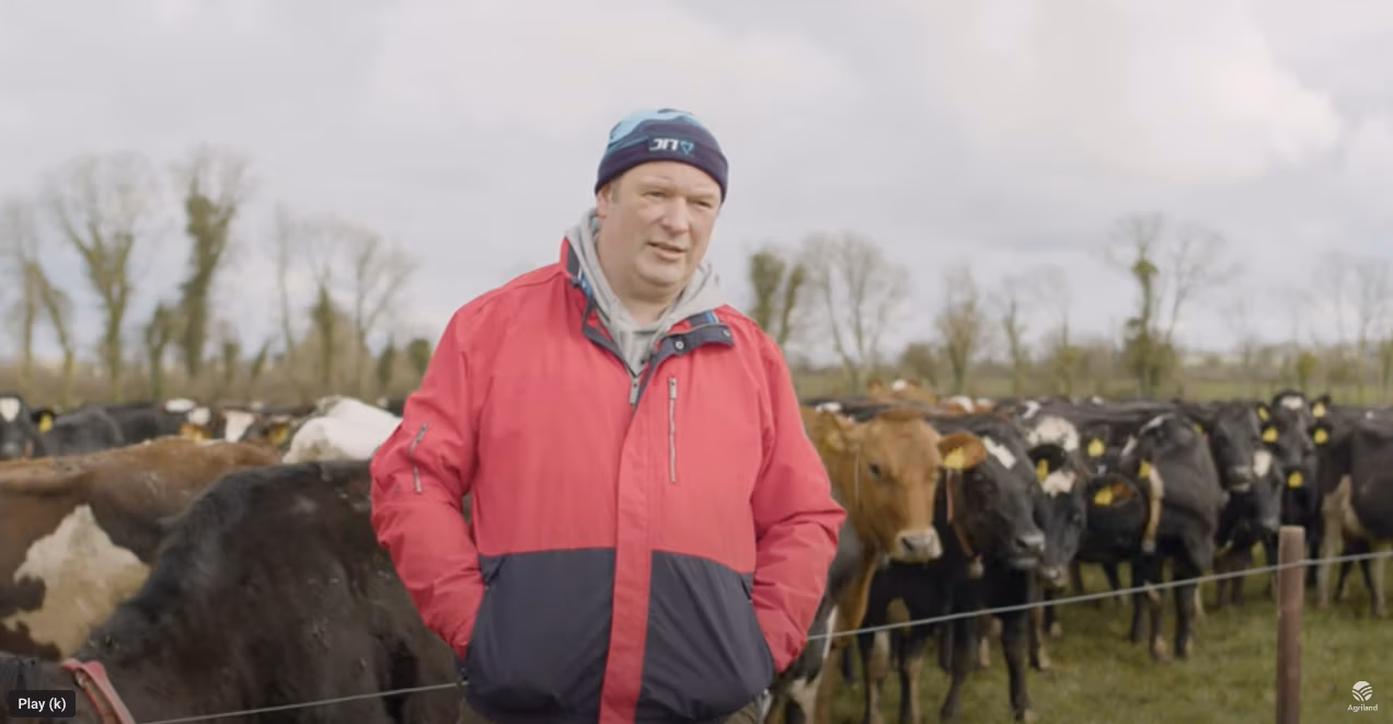 high performing Irish farmer Simon Breen with his LIC bred crossbred cows.