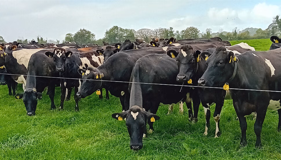 Simon Breen's crossbred cows bred from LIC genetics