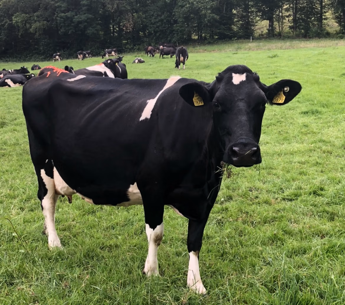 One of Martin's NZ Friesian cows is the dam of Boporu Bro from LIC Ireland's bull breeding programme