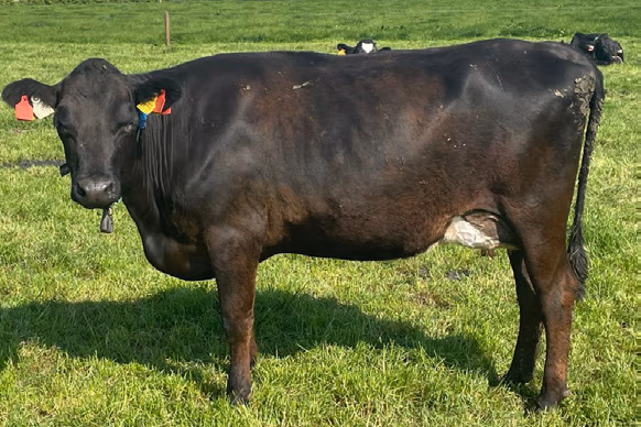 JE8088 Tironui Superman daughter in Xbred genotype for NextGen herd