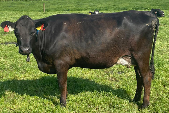 JE8088 Tironui Superman daughter in Xbred genotype for NextGen herd