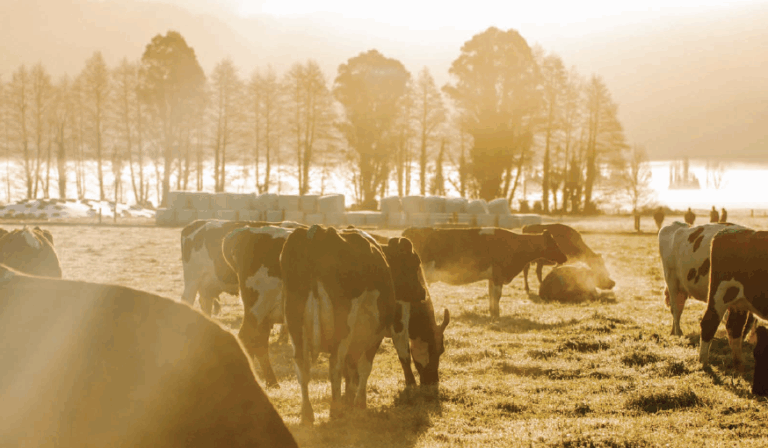 LIC Ireland Sire Catalogue - 2026