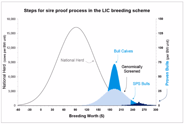 Graph showing steps for sire proof process in the LIC dairy cow breeding scheme