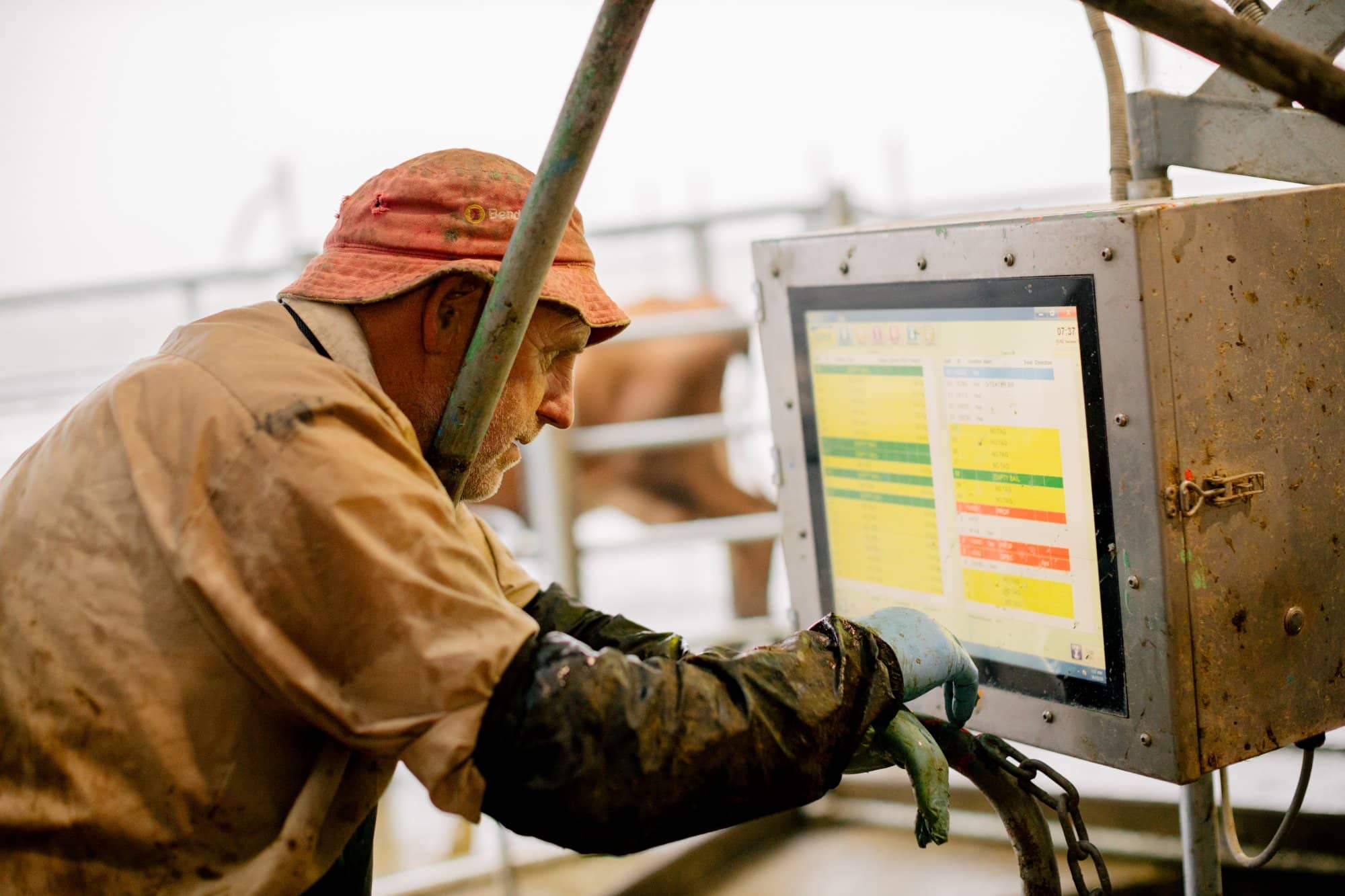 Dairy Cow Herd Reproduction Tools Breeding Management LIC Ireland